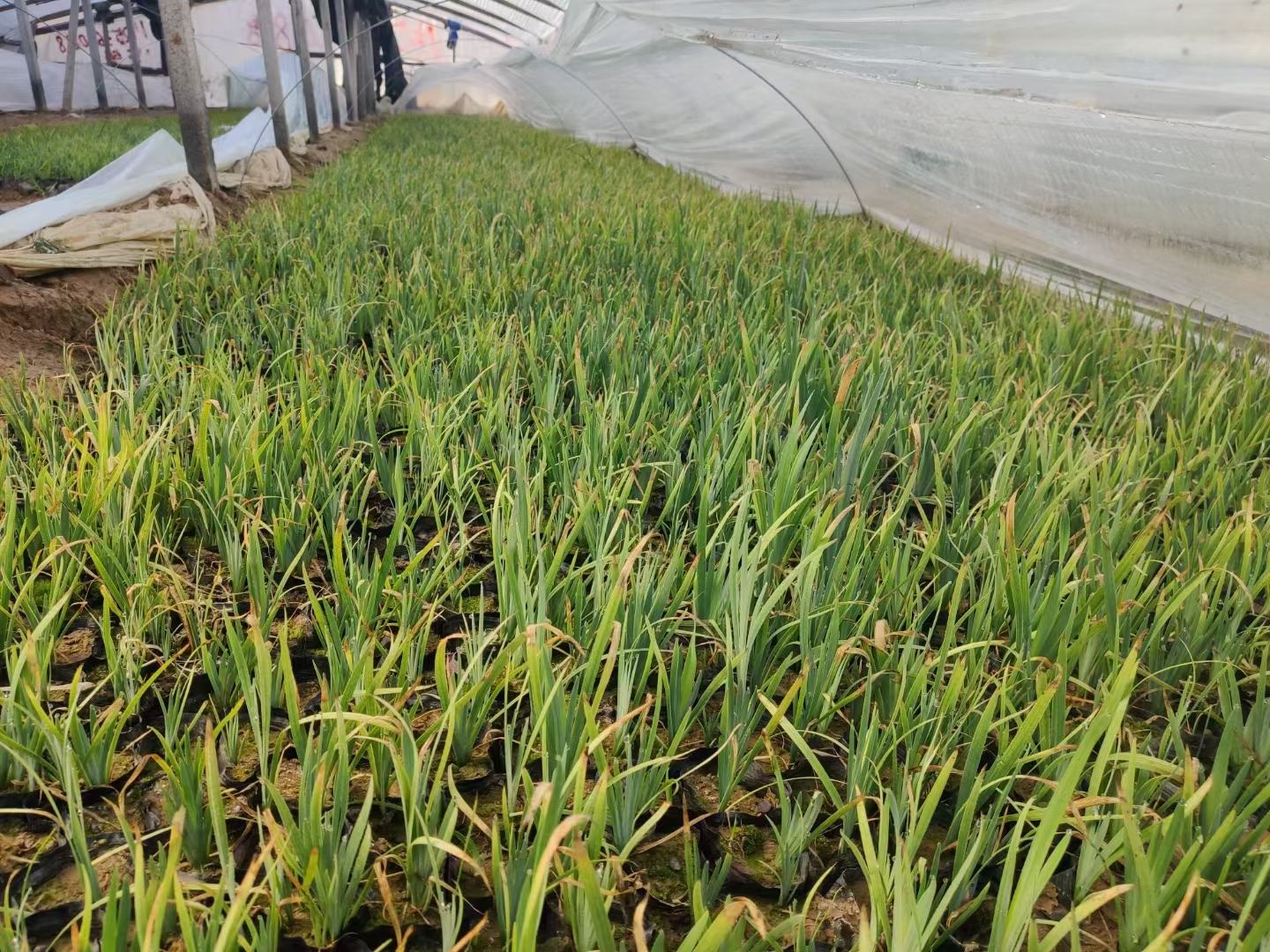 温室中种植的雏菊,人工调控光照和温度以促进全年开花 雏菊在温室中种植的场景