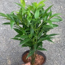 竹柏，四季平安竹，万年青，树桩竹柏，长叶竹柏，基地直发。