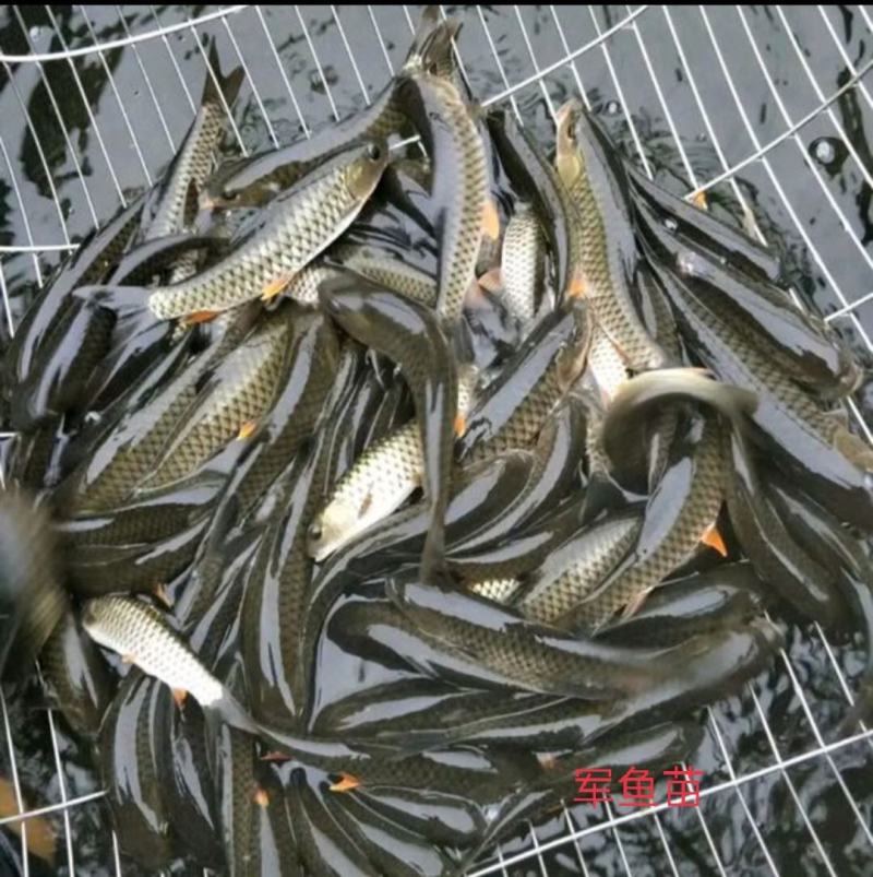 军鱼苗,各种淡水鱼苗,场地直销量大优惠,技术指导养