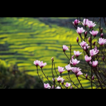 原生态，自然晾晒，无添加，无硫熏蒸！通货昆仑雪菊花茶！