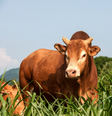 [晋南黄牛批发]晋南黄牛价格20000.00元/个 - 一亩田