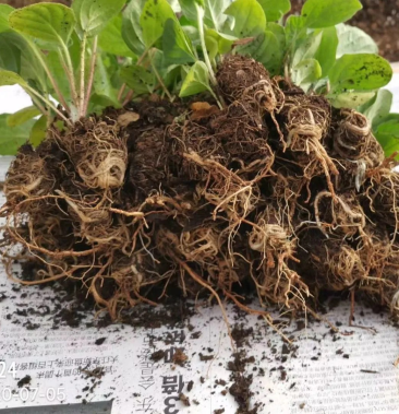 [非洲菊批发]非洲菊小苗 弗朗鲜切花苗价格0.90元/棵 - 一亩田