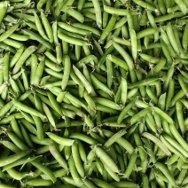 湖北省襄阳市襄州区豌豆荚马上开卖，质量保证，信誉第一