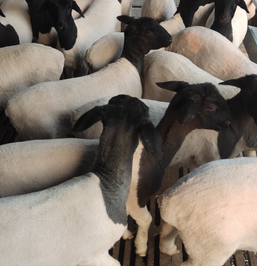 [萨福克羊批发]黑头杜波羊萨福克价格2200.00元/只 - 一亩田