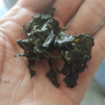 地皮菜。野生地皮菜。水洗地皮菜。