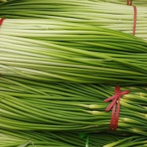 精品蒜苔需要抓紧联系