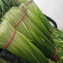 蒜薹原产地大量精品苔上市