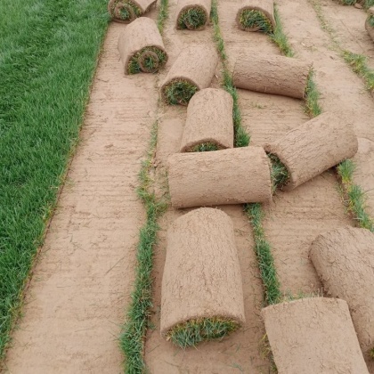 湖南湘潭湘潭县兰引三号草皮价格行情走势 - 一亩田