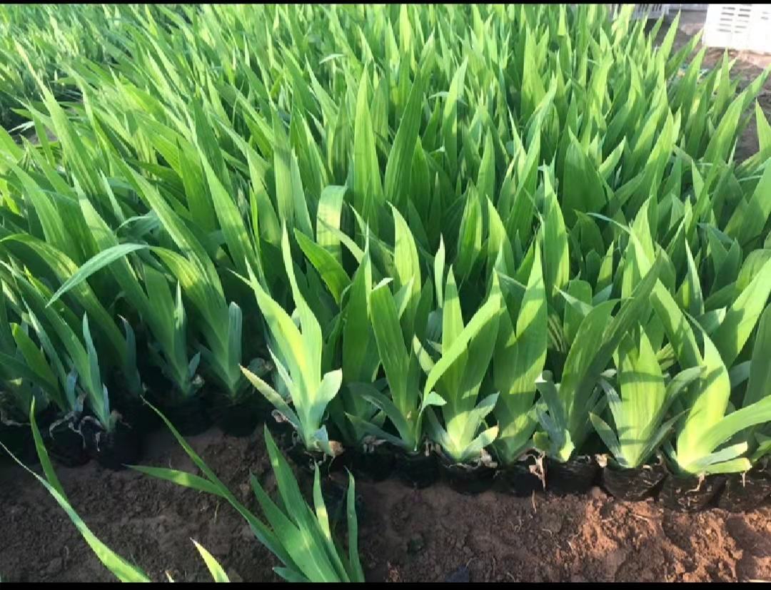 蓝眼雏菊在花市展销会中受欢迎的场景