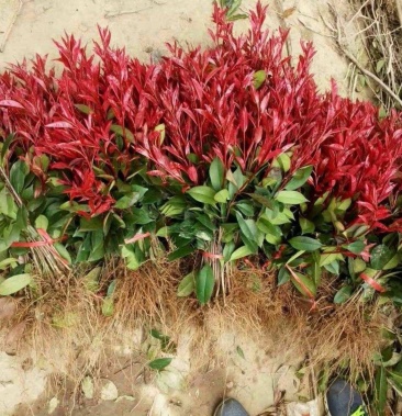 红叶石楠苗石楠球红罗宾苗欢迎前来咨询