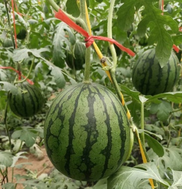 冰糖籽西瓜潍坊2k小西瓜皮薄甘甜糖度15货量大