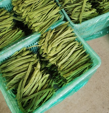 [芸豆批发]山东省芸豆价格2.00元/斤 - 一亩田