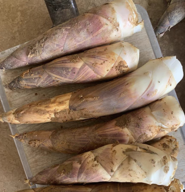 浙江春笋新品种上市鸡笋羊毛笋10斤起卖