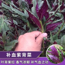紫背菜种子天葵血皮菜红凤菜四川特色观音菜蔬菜
