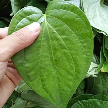 [槟榔批发]海南乐东县槟榔 1.00元/斤荖叶，蒌叶，佬叶捞叶老 _ 一亩田