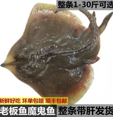 新鲜魔鬼鱼速冻无骨鱼特大号老板鱼魔鬼鱼深海鳐鱼软骨老子鱼