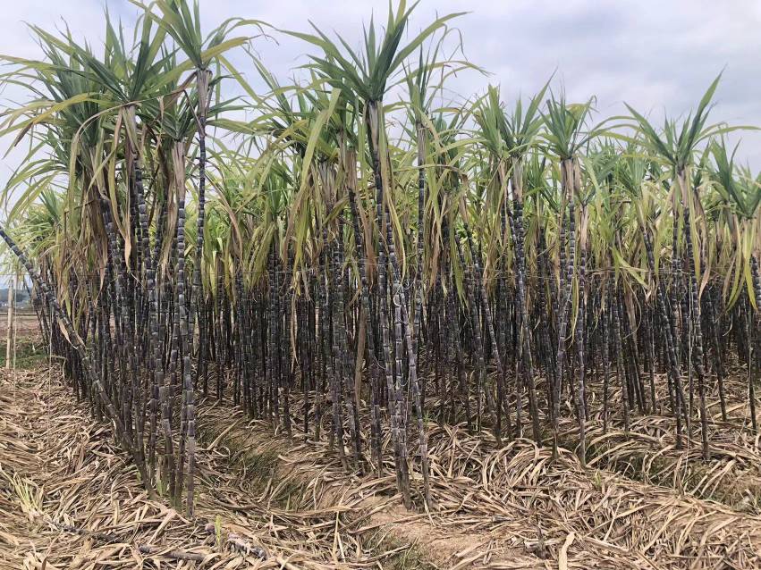 信息图表展示五常市七大乡镇地理坐标与对应收割窗口期,用红-橙-黄三色渐变标注早/中/晚熟带,叠加2023年实际收割日期柱状图及气候数据注释(如兴隆乡10月上旬日均温8.3℃) 五常市长粒香水稻不同乡镇收割时间热力图