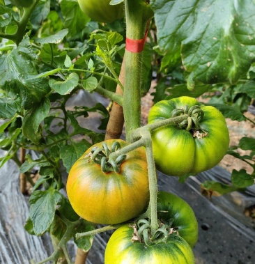 [水果番茄批发]娄敬庵杠六九西红柿价格4.00元/斤 - 一亩田