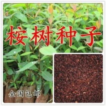 桉树种子速生桉树大叶小叶桉树美国巨桉树种