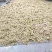 贵州水苔！海花草