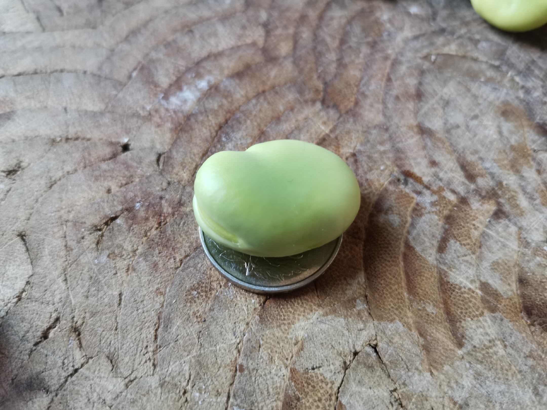 单颗蚕豆与常见物品对比图
