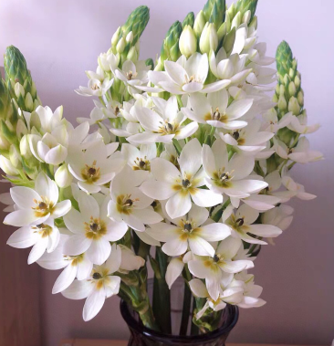 白色圣星百合5支圣星百合鲜切花云南鲜花批发一件代发包邮