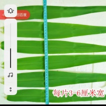 芦苇叶