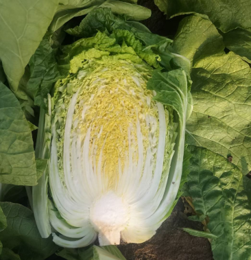 山东大白菜02纯黄心白菜大小车随到随装