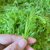 高山莓茶