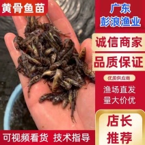杂交黄骨鱼苗，易养殖，雄性率高，黄辣丁黄颡鱼苗