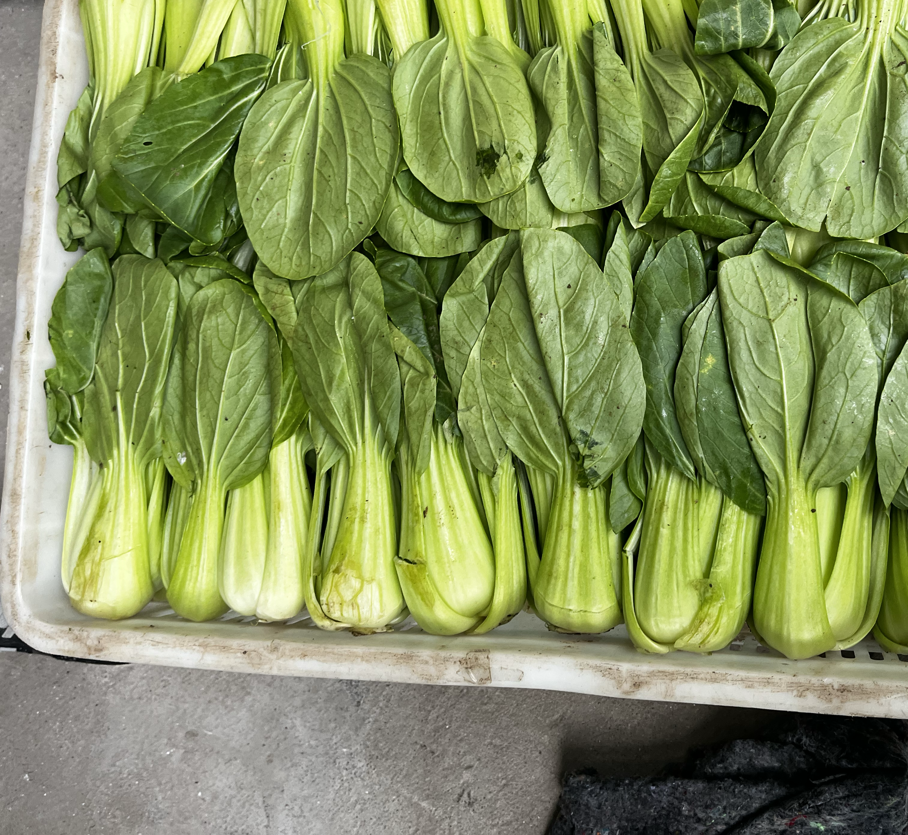 焯水后的油菜苗