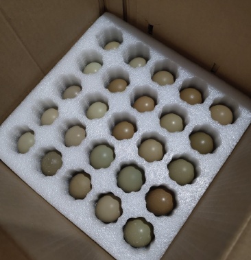 纯种孔雀蓝山鸡种蛋受精蛋自然受精出壳率高