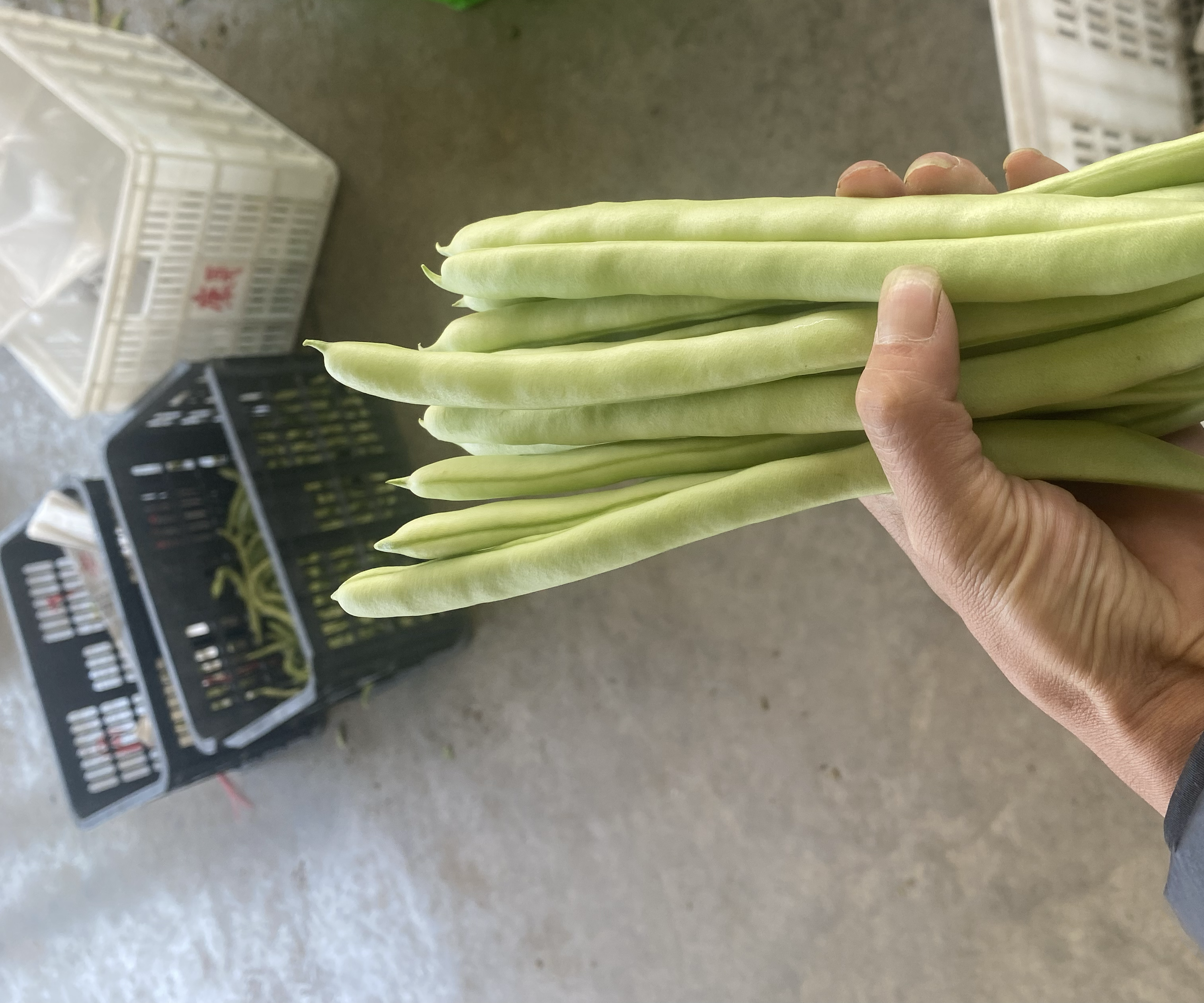 新鲜四季豆和扁豆对比图