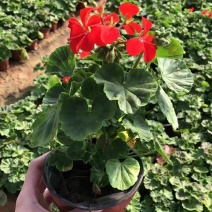 批发天竺葵驱蚊草垂钓天竺葵基地直供质量保证