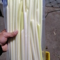 微山湖野生蒲菜大量供应