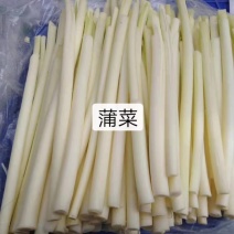 大量供应新鲜蒲菜，主要经营1斤2斤3斤真空包装的精品菜