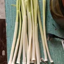 四季供应新鲜蒲菜物美价廉，寻找各地合作商