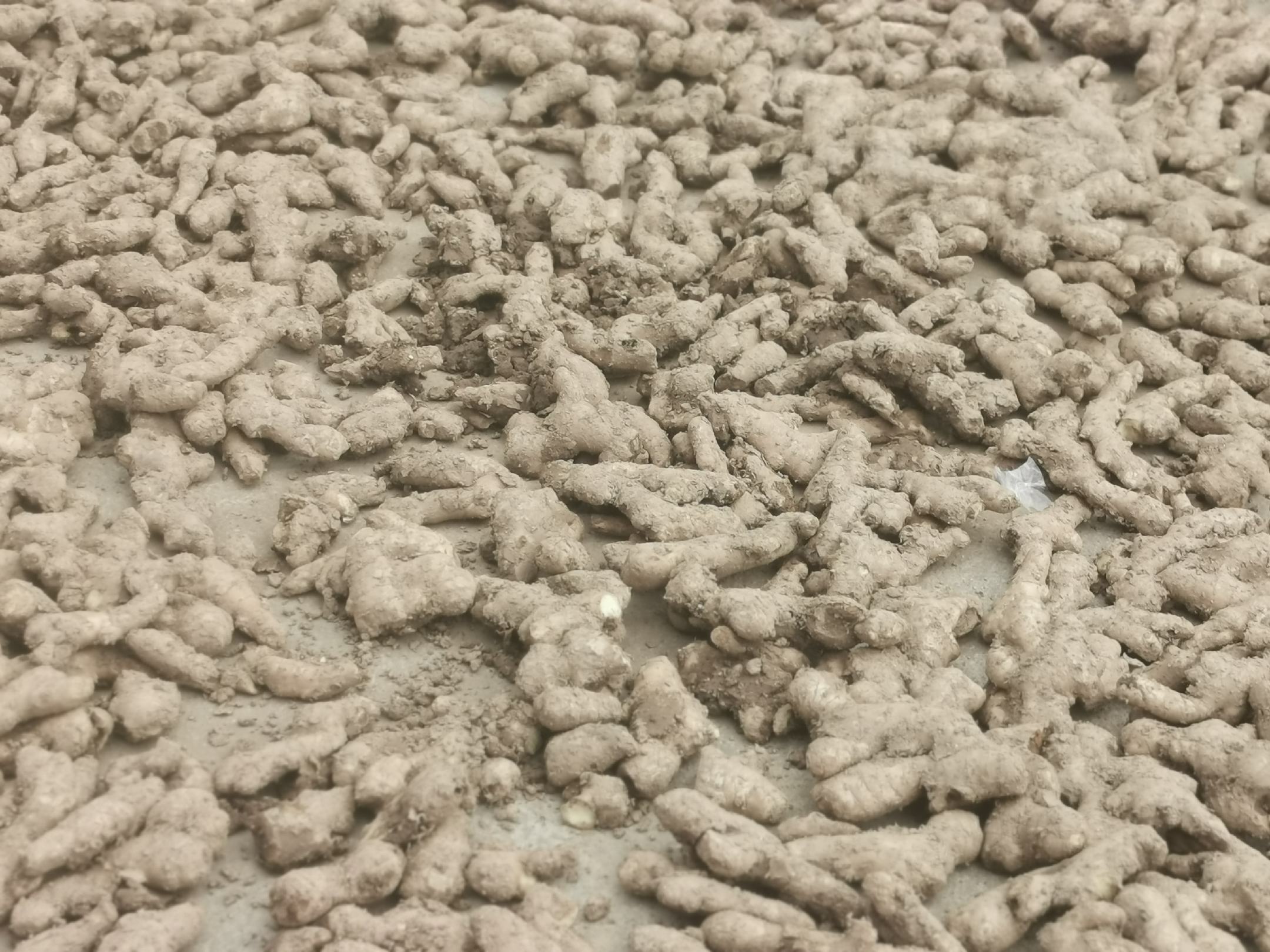 一处南方农家小院前,簸箕里铺满洗净的本地子姜,在阳光下晾晒,几位村民围坐分拣,周围堆放着竹篓和农具,背景可见连片姜田,体现传统手工处理与自然晾晒的过程 农家院前晾晒的本地子姜