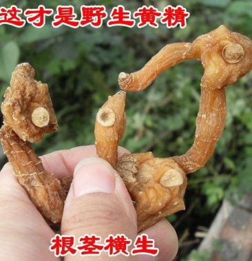 野生黄精九蒸九晒中药材制质肉头正品辟谷糯头黄精茶胜九华山