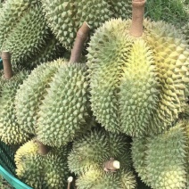 营养多汁榴莲全国供应