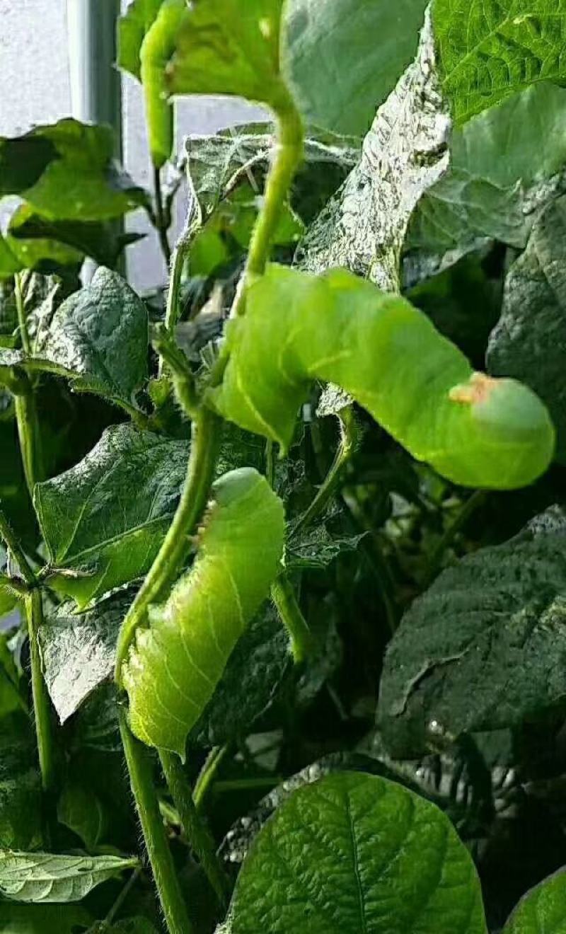 豆丹养殖,豆丹是灌云特产,富有很高的蛋白质,养好回收