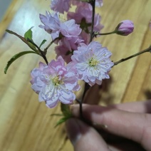 榆叶梅美人梅红梅杏梅大花榆叶梅重瓣榆叶梅