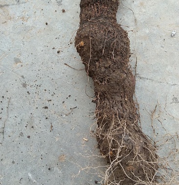 [赤茯苓批发]血茯苓价格4.50元/斤 - 一亩田