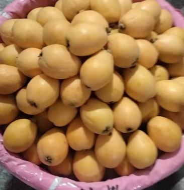 莆田枇杷早钟枇杷解放钟枇杷