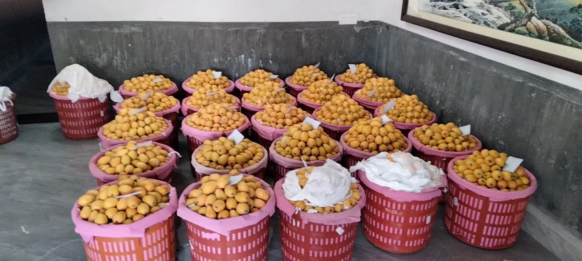 展台上陈列着各种以枇杷为原料加工的产品,包括枇杷膏、果干、果酱等,旁边有工作人员进行讲解介绍 古楼镇枇杷深加工产品展示