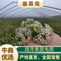 供应韭菜花:纯花,半花半籽,全籽韭菜花，当天采摘发货。