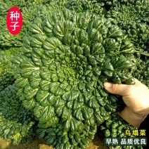 乌塌菜种子高钙保健蔬菜养心菜黑白菜种子四季播种农家易种