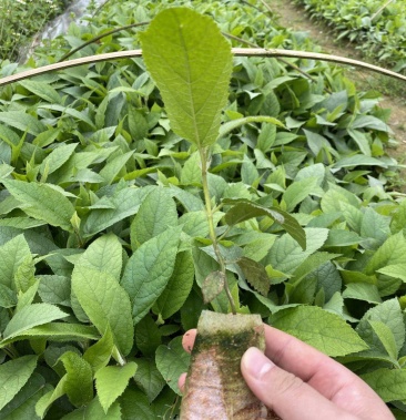 基地直拱新苗五指毛桃苗大量现货欢迎来选购