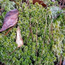 云南保山高山上野生水苔