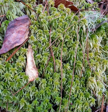 云南保山高山上野生水苔